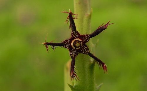 Caralluma adscendens — photo