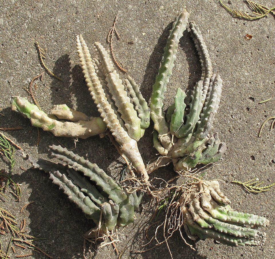 Caralluma edulis — photo