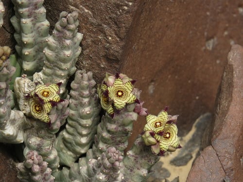 Caralluma europaea — photo