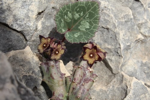 Caralluma europaea — photo