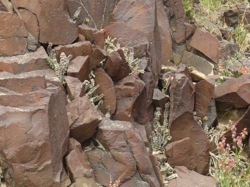 Caralluma europaea