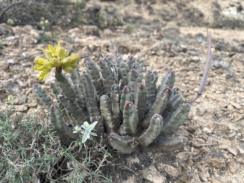 Caralluma flava — photo