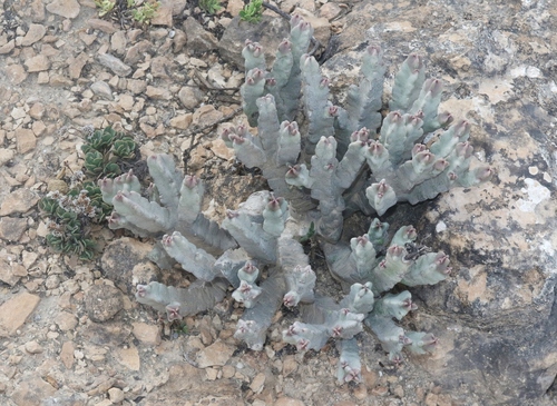 Caralluma flava — photo
