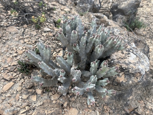 Caralluma flava