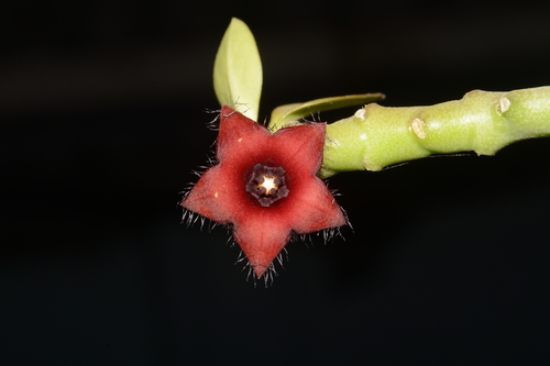 Caralluma frerei — photo
