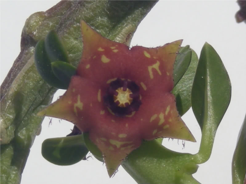 Caralluma indica (Pullakidy) — photo