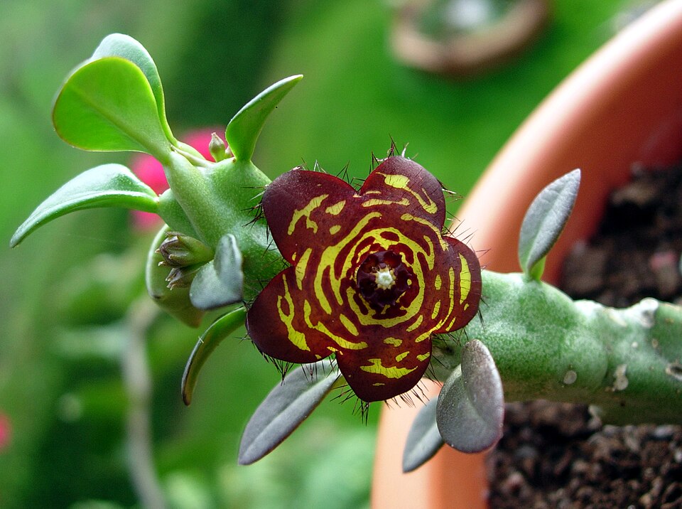 Caralluma indica
