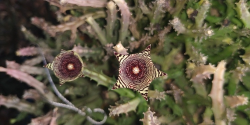 Caralluma pauciflora