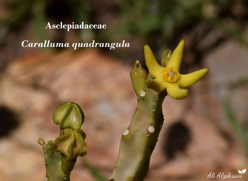 Caralluma quadrangula