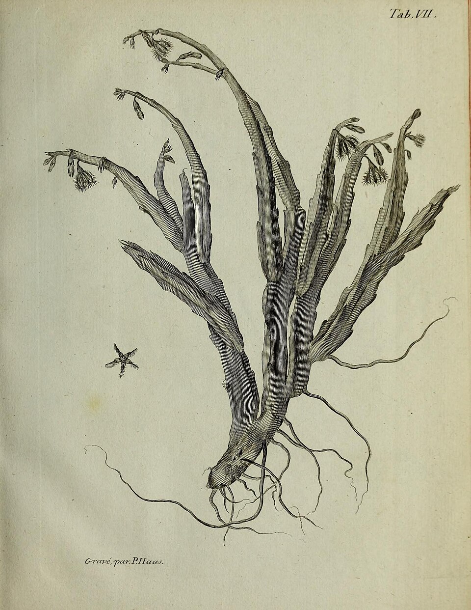 Caralluma subulata