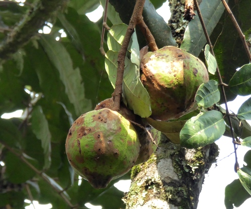 Carapa grandiflora
