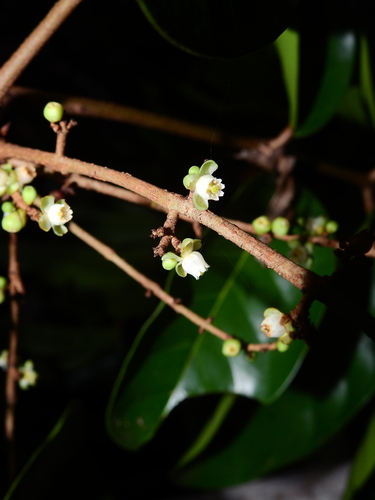 Carapa guianensis (Andiroba) — photo