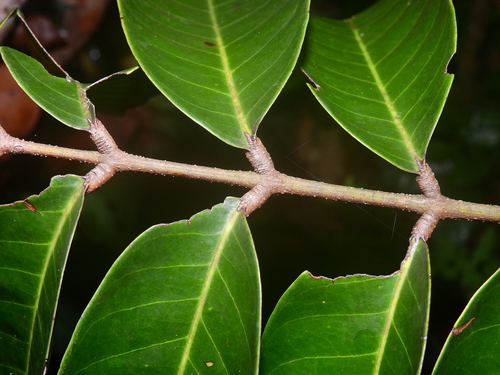 Carapa guianensis (Andiroba) — photo