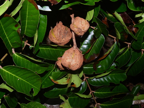 Carapa guianensis