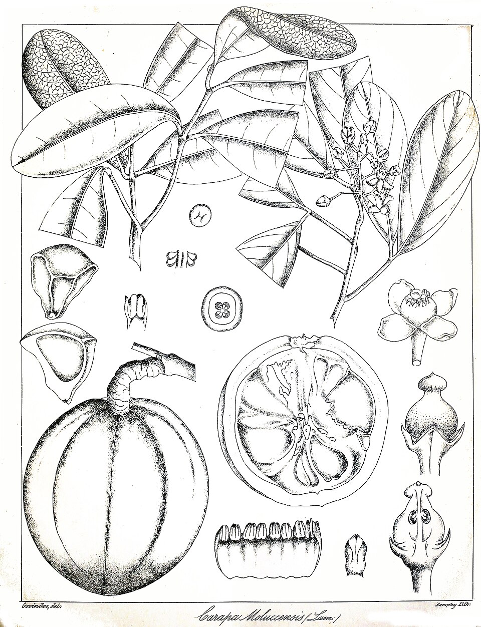 Carapa moluccensis