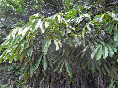 Carapa procera (Bitter kola) — photo