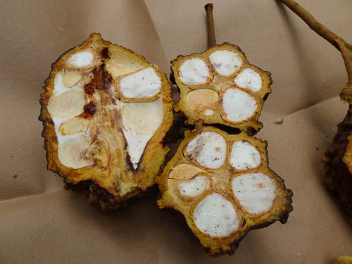Carapa procera (Bitter kola) — photo
