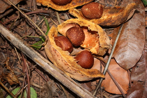Carapa procera
