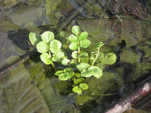 Cardamine amara (Large bittercress) — photo