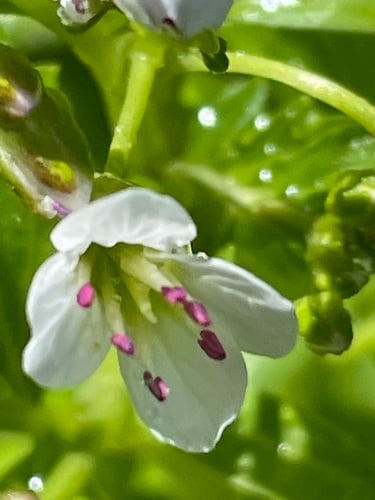 Cardamine amara (Large bittercress) — photo