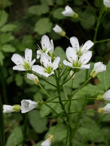 Cardamine amara