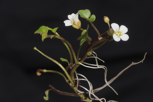 Cardamine bonariensis — photo