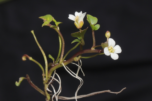 Cardamine bonariensis — photo