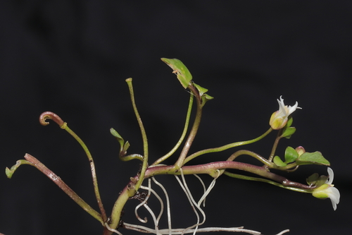 Cardamine bonariensis