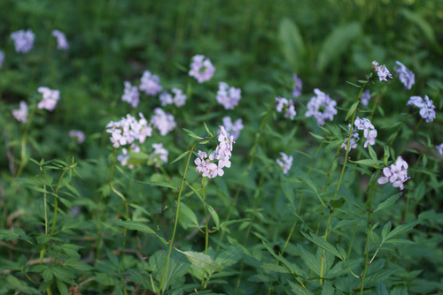 Cardamine bulbifera (Coral root) — photo