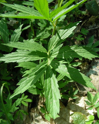 Cardamine bulbifera (Coral root) — photo