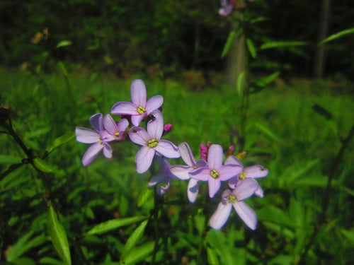 Cardamine bulbifera