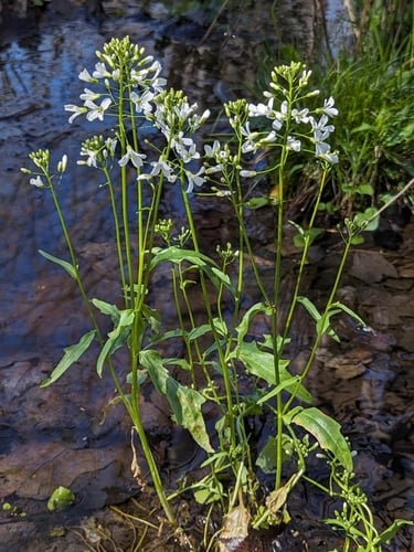 Cardamine bulbosa (Bittercress) — photo