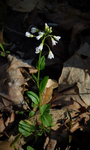 Cardamine bulbosa (Bittercress) — photo