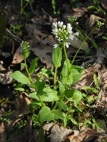 Cardamine bulbosa