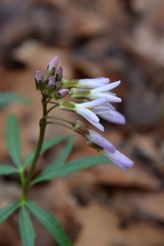 Cardamine concatenata (Cut-leaved toothwort) — photo