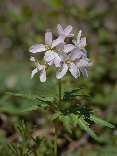 Cardamine concatenata (Cut-leaved toothwort) — photo