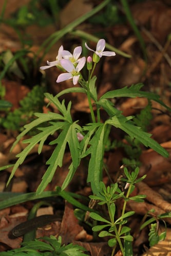 Cardamine concatenata