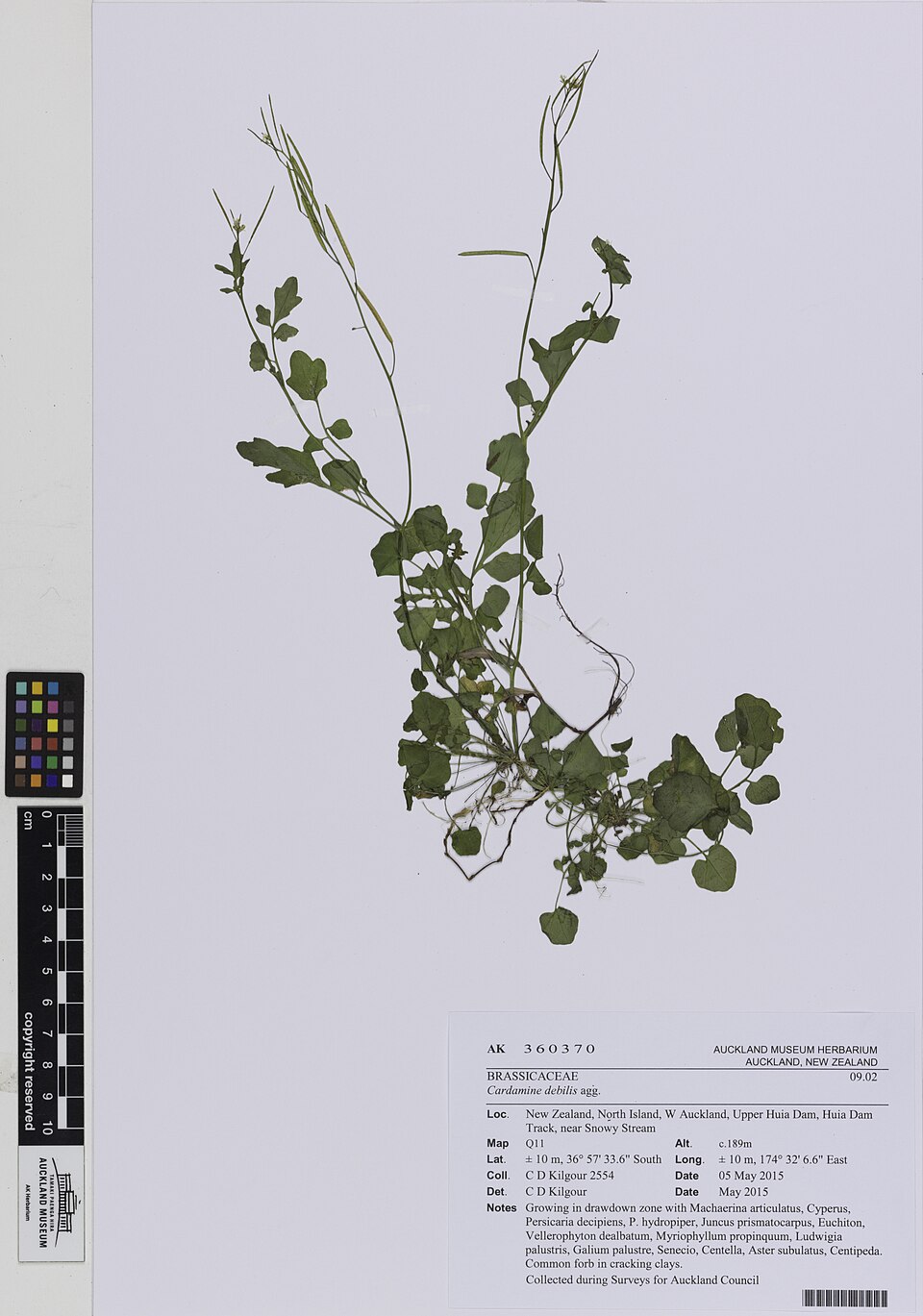 Cardamine debilis