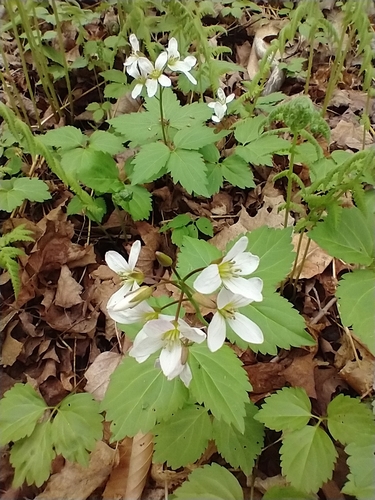 Cardamine diphylla (Crinkleroot) — photo