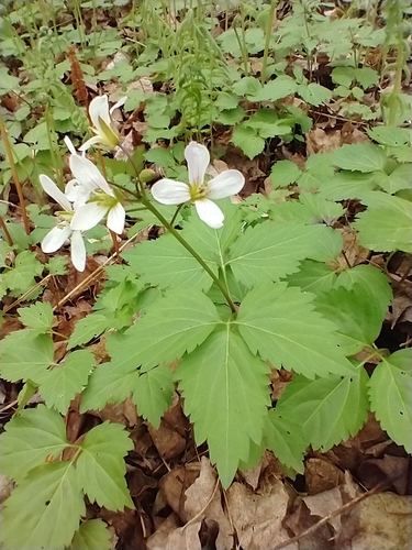 Cardamine diphylla (Crinkleroot) — photo