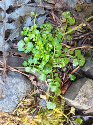 Cardamine flexuosa (Lady’s smock) — photo
