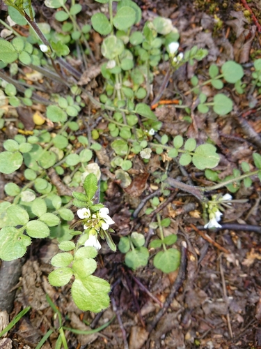 Cardamine glacialis (Scurvy grass) — photo
