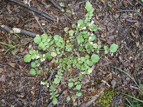 Cardamine glacialis (Scurvy grass) — photo