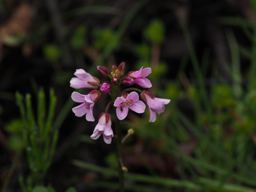 Cardamine griffithii — photo