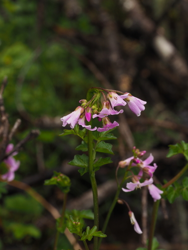 Cardamine griffithii