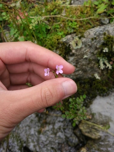 Cardamine griffithii — photo