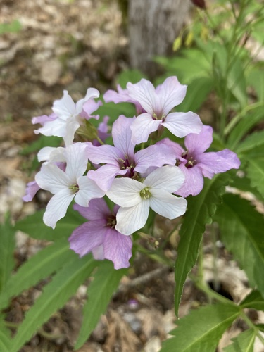 Cardamine heptaphylla — photo