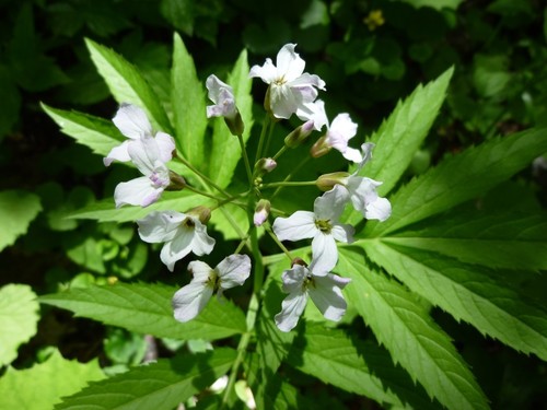 Cardamine heptaphylla