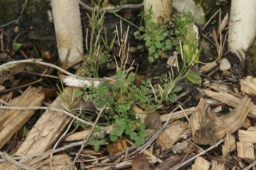 Cardamine hirsuta (Hairy bittercress) — photo