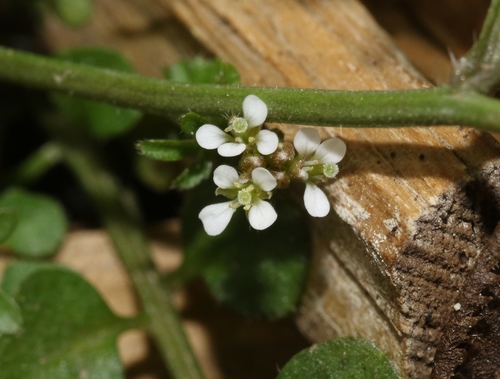 Cardamine hirsuta (Hairy bittercress) — photo